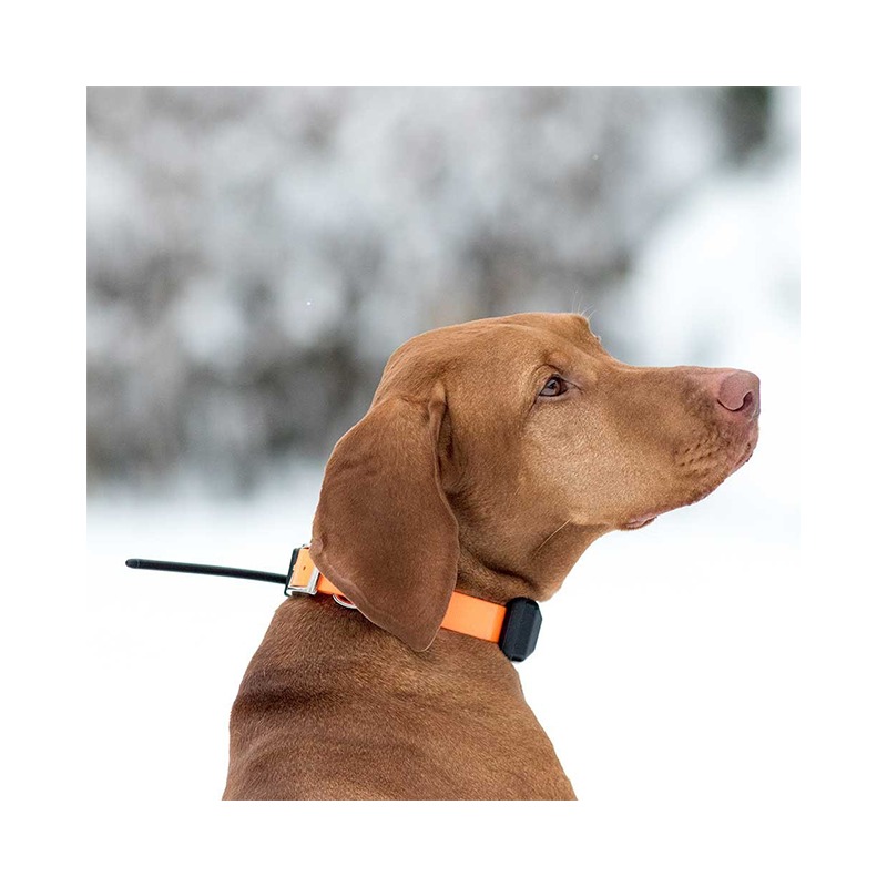 Imagem de Kit Dogtrace GPS&nbsp;X30-TB