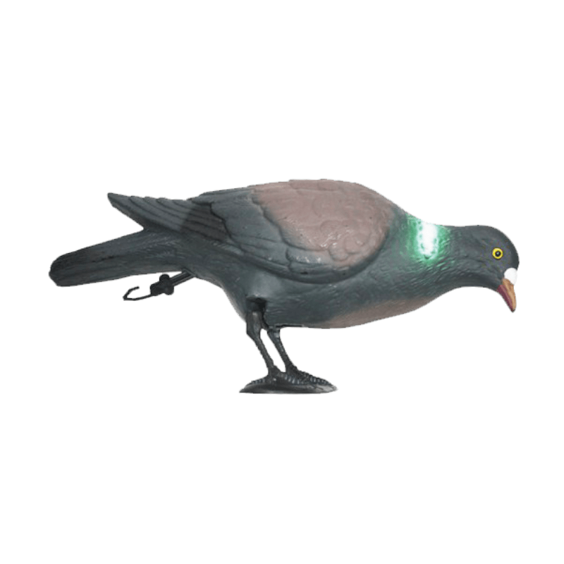 Imagem de Pombo a comer