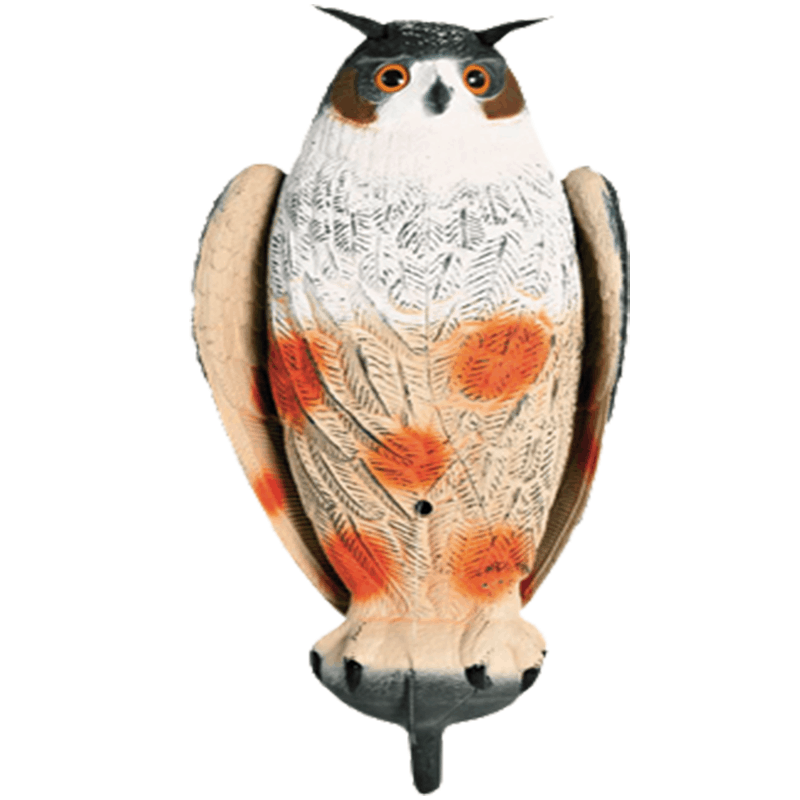 Imagem de Bufo Bater Asa