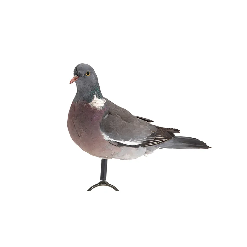 Imagem de Pombo Nega&ccedil;a Embalsamado