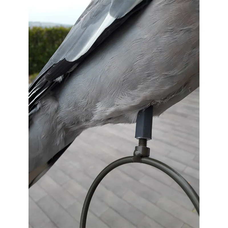 Imagem de Pombo Nega&ccedil;a Embalsamado