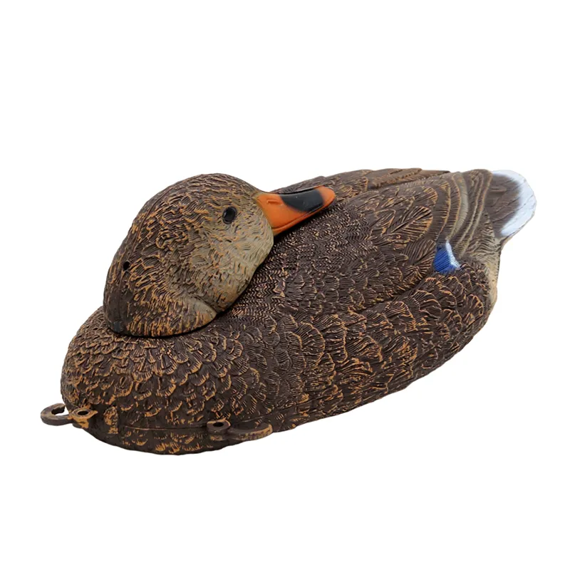 Imagem de Nega&ccedil;a Pato Real Femea Dormir