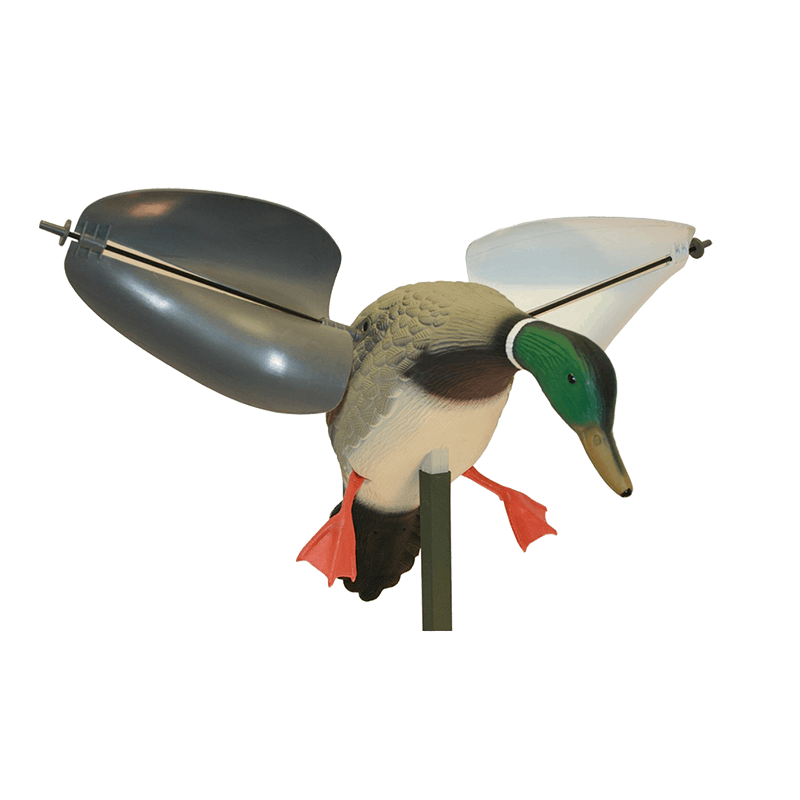 Imagem de Pato Real Asas ao Vento